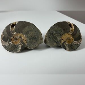 Crystallized ammonite shell fossil - 2pcs